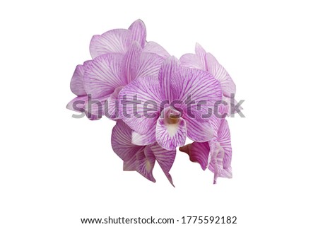 Beautiful orchid flower with isolated on white background.                                