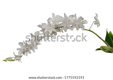 Beautiful orchid flower with isolated on white background.                                