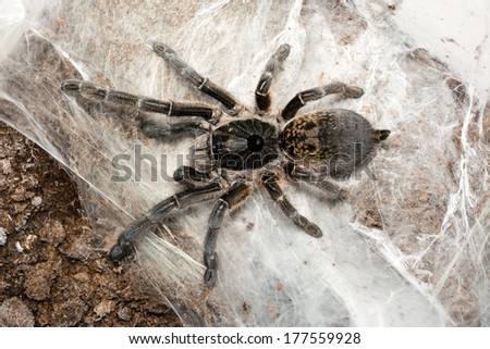Ceratogyrus marshalli adult female Ceratogyrus is a genus of southern African theraphosid spiders, commonly called horned baboons. C. marshalli features the biggest horn.