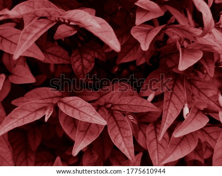 Beautiful abstract color pink and red flowers on dark background and light black and pink flower frame and red leaves texture, red background, red banner happy valentine