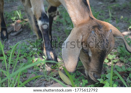 A domesticated goat is eating grass on the ground.  The picture was taken in the morning. close up