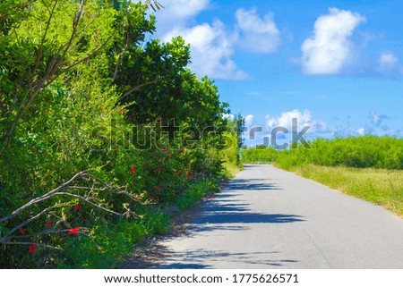 Weeds and Road in Hateruma Island in Summer Royalty-Free Stock Photo #1775626571