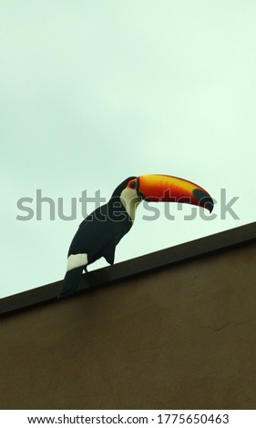 a visitor called toucan on my roof