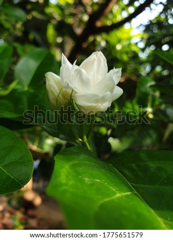 White jasmine image and leaves background