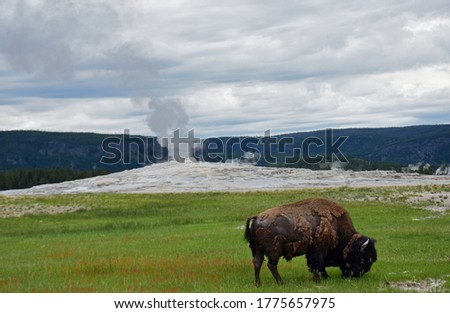 american bison grazing in  summer in front of the old faithful geyser in Yellowstone National Park, Wyoming Royalty-Free Stock Photo #1775657975