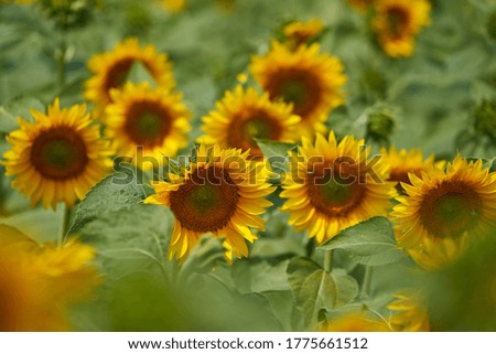 Vibrant image of a sunflower field at sunset