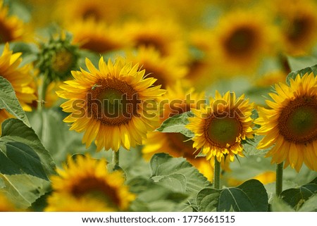 Vibrant image of a sunflower field at sunset