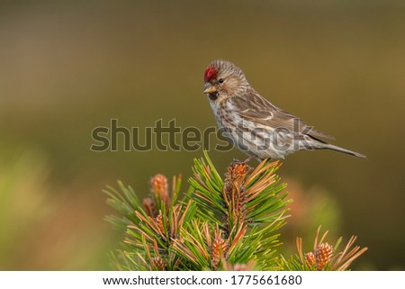 Lesser redpoll (Acanthis cabaret) sitting on a dwarf pine perch. Detailed portrait of a colorful songbird with red head with soft yellow background. Wildlife scene from nature. Czech Republic Royalty-Free Stock Photo #1775661680