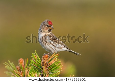 Lesser redpoll (Acanthis cabaret) sitting on a dwarf pine perch. Detailed portrait of a colorful songbird with red head with soft yellow background. Wildlife scene from nature. Czech Republic Royalty-Free Stock Photo #1775665601