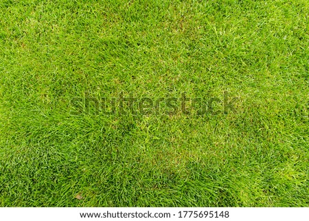 lawn for a training football pitch, Golf Courses lawn pattern textured.
