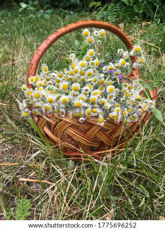 field daisies in a wicker basket