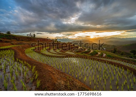 Pa Pong Peang or Pa Bong Piang rice terrace in sunset, Chiang Mai in Thailand