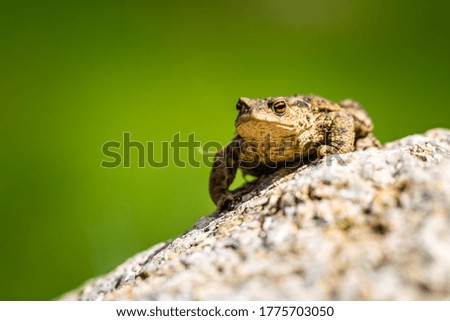 toad frog portrait in nature