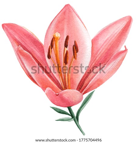 Watercolor lily on a white background