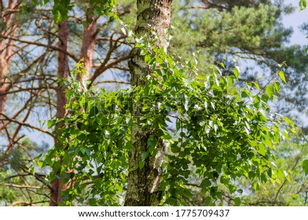 Young branches with green leaves and part of old trunk of birch on a blurred background of pines
