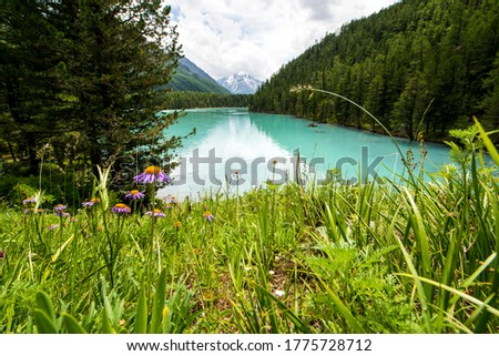 Altai, beautiful kucherlinskoe mountain lake of turquoise color