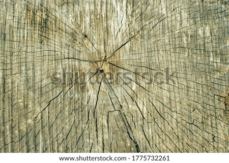 cut of an old tree as a background