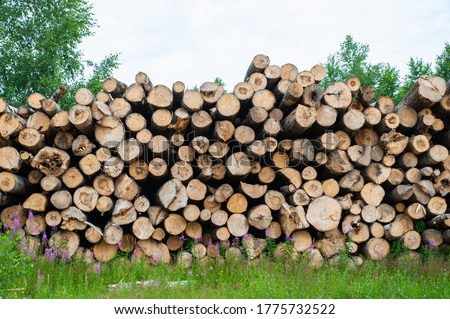 Wooden logs of pine woods in the forest.  Chopped tree logs stacked up on top of each other in a pile.
