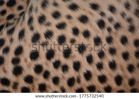 Polka dot skin on the side of the cheetah