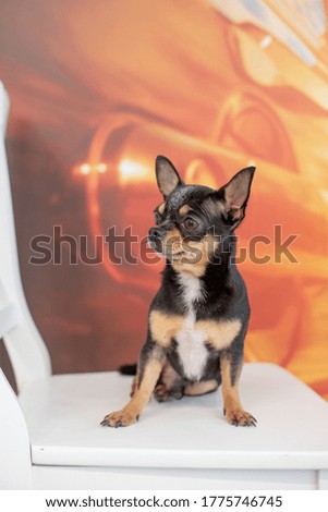 Beautiful chihuahua dog. Animal portrait. Stylish photo. Chihuahua indoors. The dog will grin in surprise to the side. Mini breed of dog Shorthair. A pet