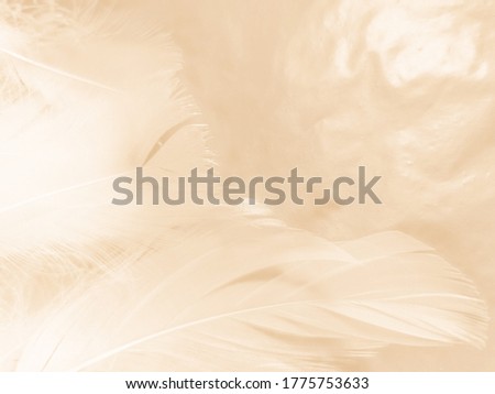 Beautiful abstract gray and white feathers on white background, soft brown feather texture on white pattern background, yellow feather background
