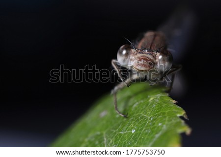 
Macro shots, beautiful dragonfly nature scene. (Zygoptera) / 
Dragonfly portrait