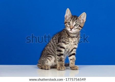 Beautiful grey kitten on a blue background