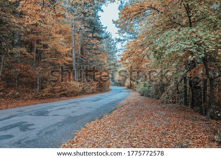 Autumn forest. Mystic charming enchanting landscape with a road in the autumn forest and fallen leaves on the sidewalk Colorful landscape with trees, rural road, orange and red leaves, sun. Travel.