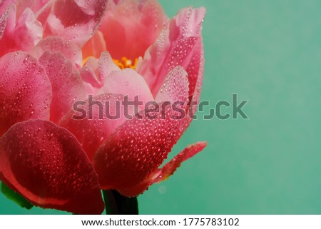 
Close-Up Of Water Drops On Flower Bud. Peony on green background