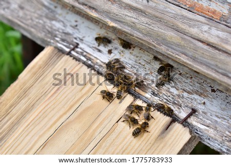 Bees at the entrance to the hive in the apiary