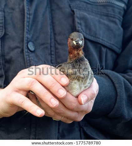 Little Grebe, (Tachybaptus ruficollis), Adult being held about to be released.