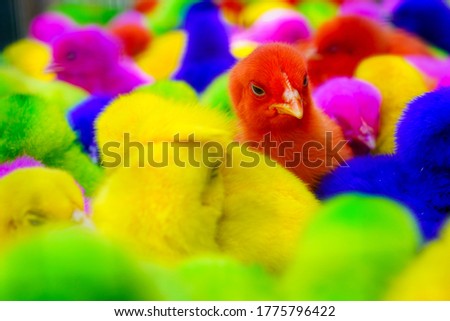 colorful chicks, colorful animals background 