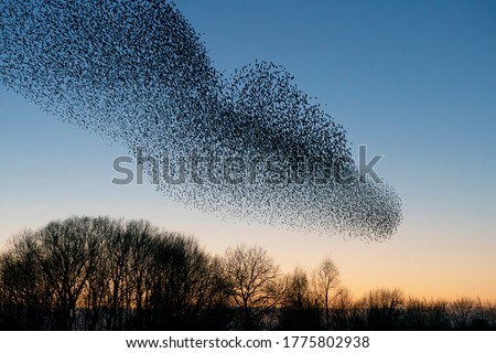 Beautiful large flock of starlings. A flock of starlings birds fly in the Netherlands. During January and February, hundreds of thousands of starlings gathered in huge clouds. Starling murmurations. Royalty-Free Stock Photo #1775802938
