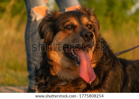 Portrait of a beautiful German shepherd with his tongue hanging out at sunset.