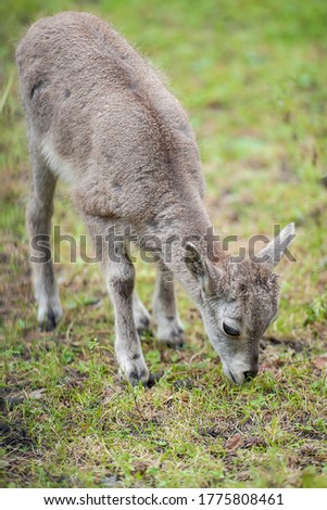 Siberian ibex (Capra sibirica), also Altai or Gobi ibex lives in central Asia. Picture of cute young goat is staring into the camera. New born, baby animal. Wildlife
