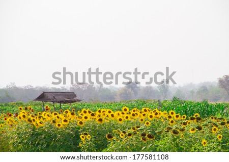 Sunflower fields in summer