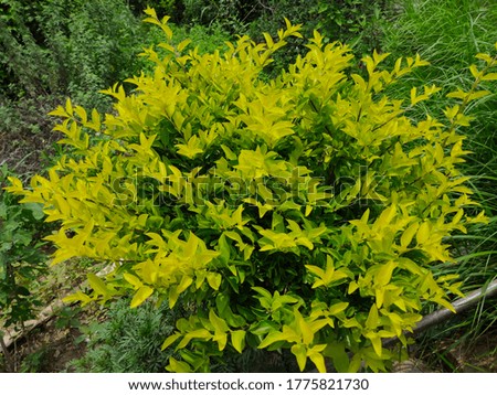 A yellow plant in the garden