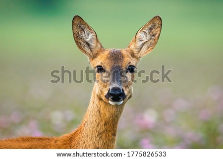 Roe deer doe, capreolus capreolus, standing on meadow looking to the camera. Female mammal staring on field with wildflowers. Close-up of alert wild animal listening.