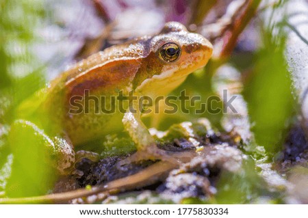 slippery frog in a pond in the nature