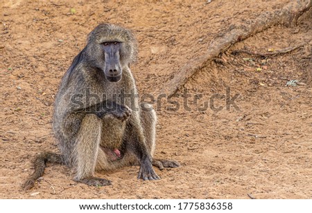 Baboon takes a seat on the  river bank 