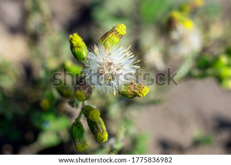 dandelion close-up on a blurred background