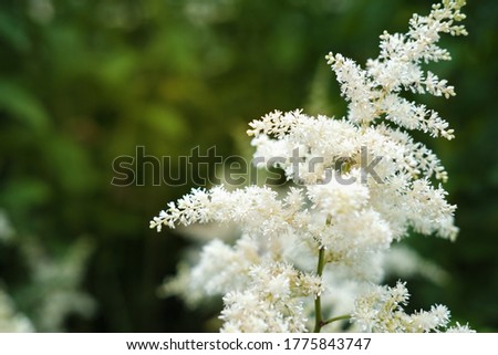 astilbe flowers growing in a garden. white astilba on a green background. summer flower garden, selective focus  Royalty-Free Stock Photo #1775843747
