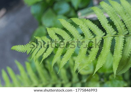 Green leaves fern tropical rainforest foliage plant