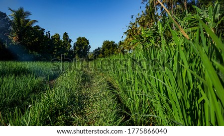 Natural scenery of rice fields and plantations in the morning