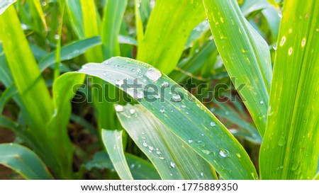 Grass background with water drops with  depth of millet crops field. Pure rain water drops on foliage
