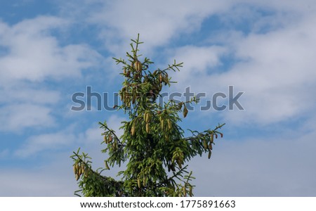 Huge spruce in the mountain forest of the Carpathians