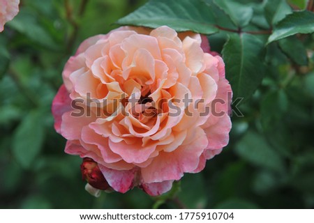 Pink and light peach-yellow Hybrid Tea rose Augusta Luise Flowers in a garden in July 2020