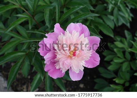 Bicolor anemone flowered peony in bloom in May