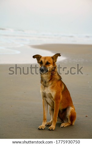 An Indian dog sits on the beach Varca near the ocean in South Goa India