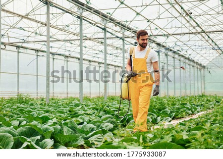 Young greenhouse worker in yellow uniform watering plants by using special equipment inside of hothouse.
